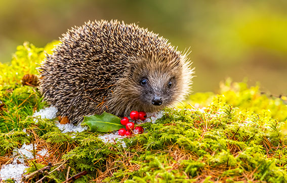 Hedgehog, (Scientific name: Erinaceus europaeus) Native, wild hedgehog in Winter with green moss, red berries and ice.  Facing forward.  Horizontal, landscape.  Space for copy.