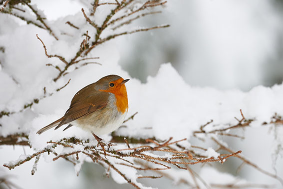 Robin shivering in the snow, perched on a small branch