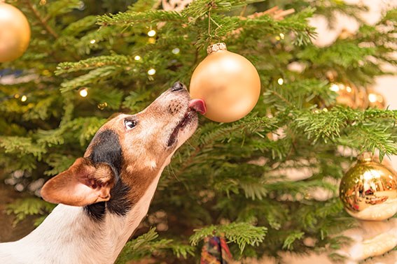 Cute little Jack Russell Terrier dog with nose and tongue at the