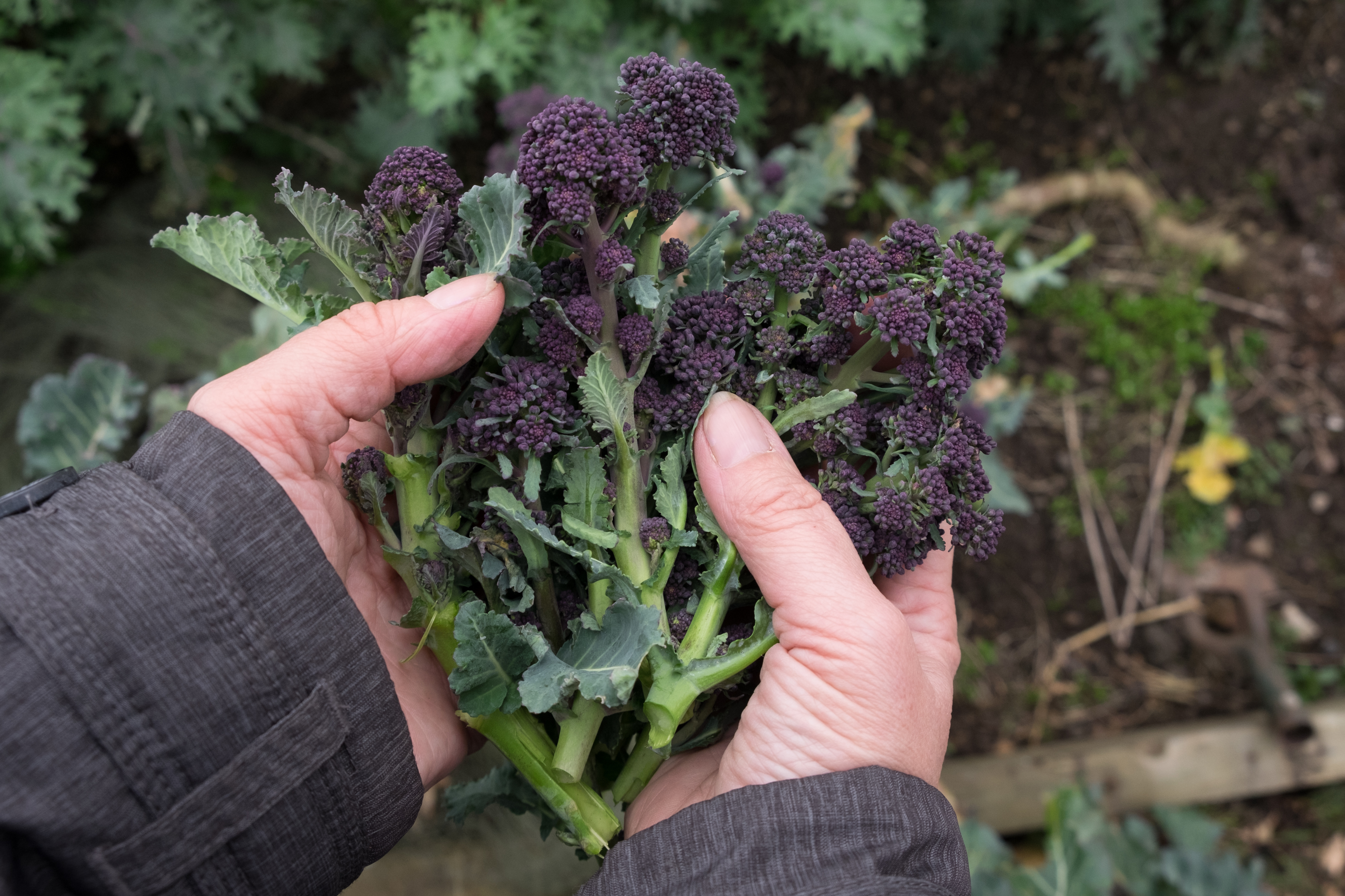 Hands holding fresh picked purple sprouting broccoli