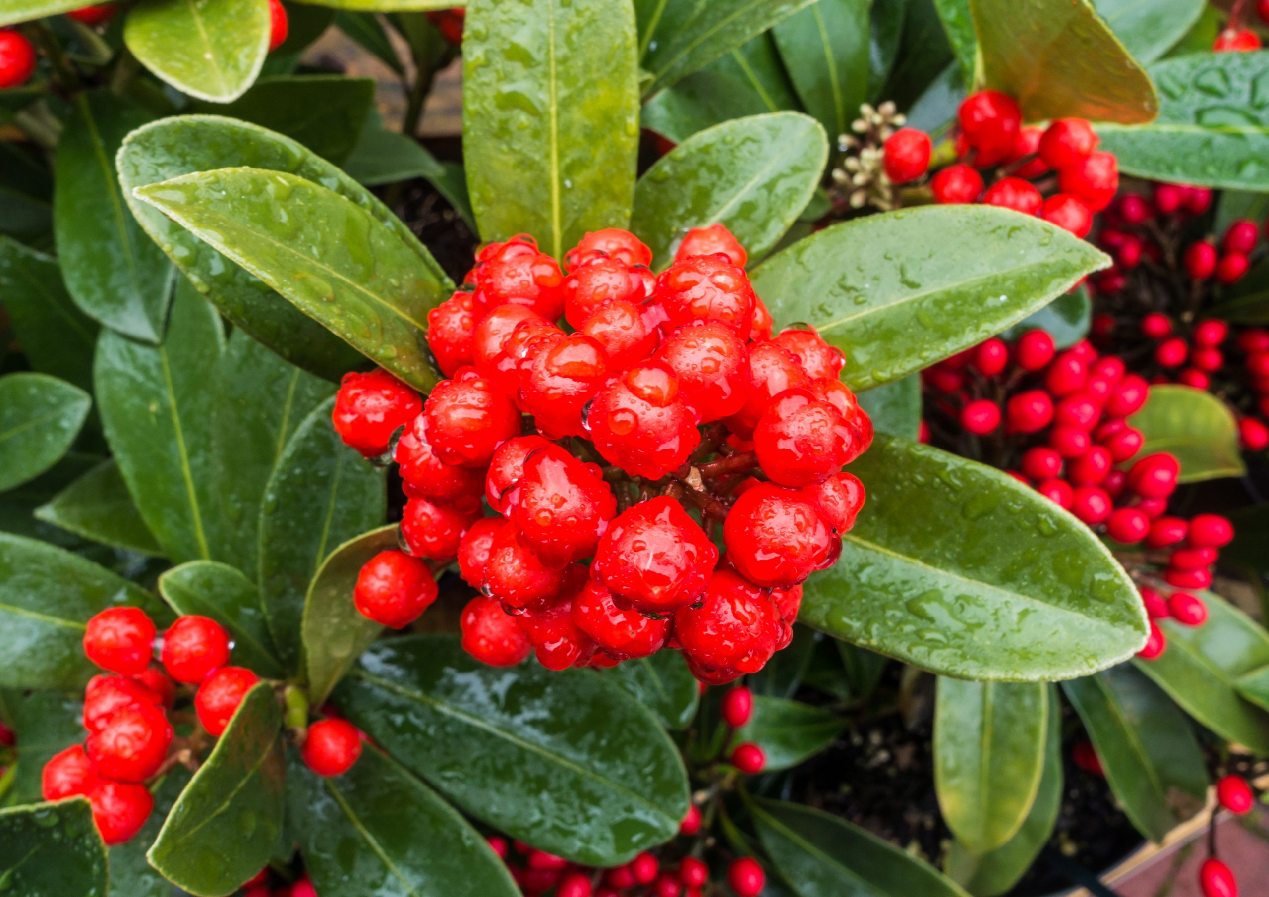 A macro shot of some wet skimmia bush berries.