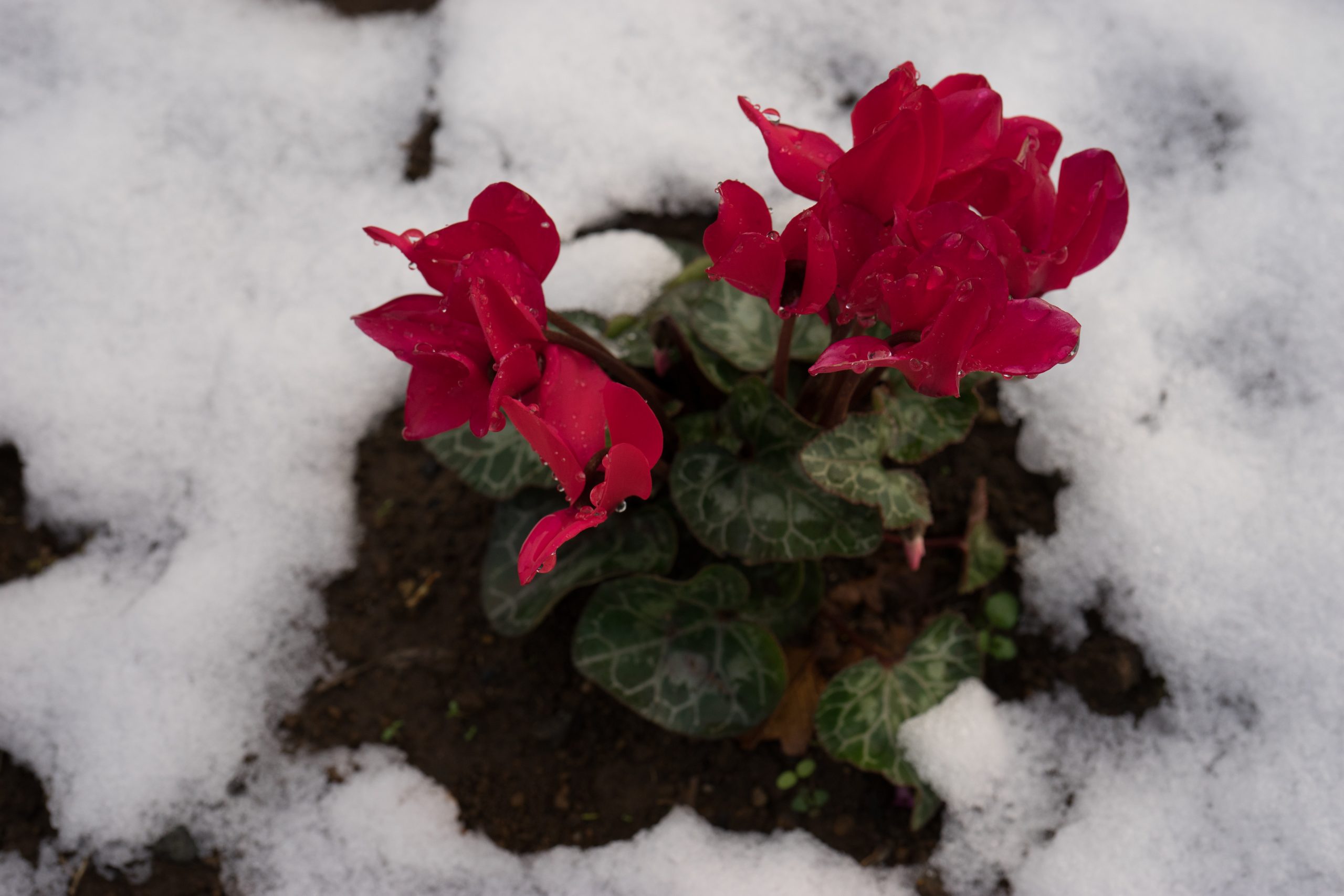 雪に埋もれる花