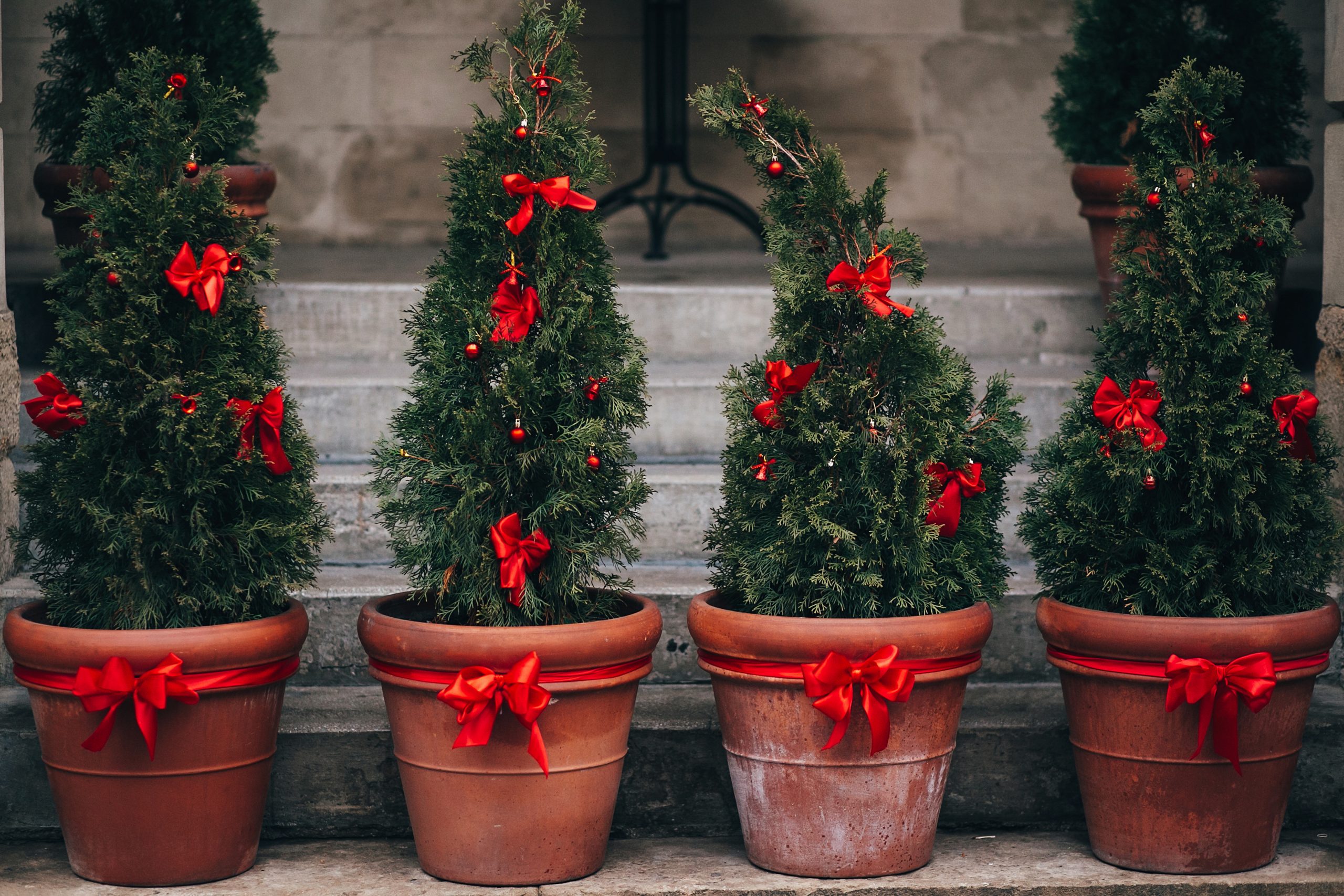 Stylish christmas street decorations, green fir branches with red bows on christmas trees in pots  in european city street. Festive decor and arrangements in city center, winter holidays