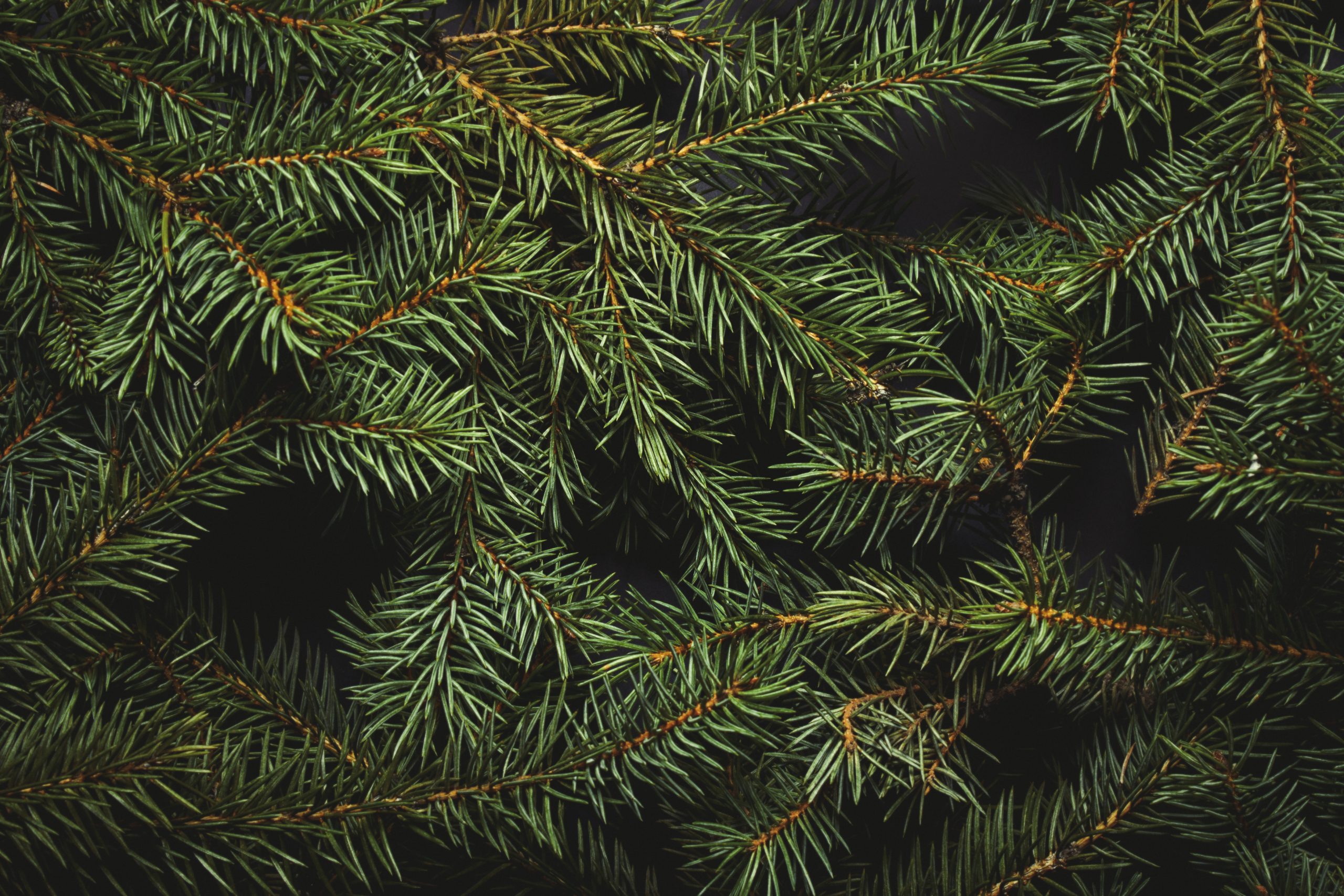 Christmas tree branches. Christmas concept, nature, winter. Background for postcards. Flat lay, top view.