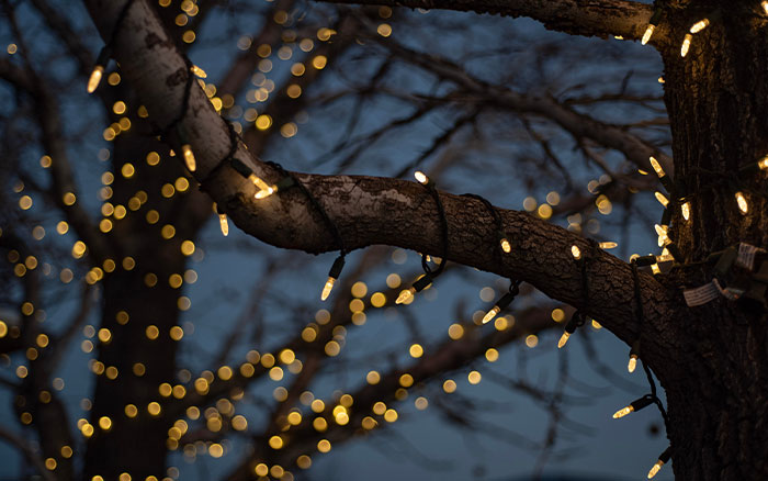 Lights wrapped around tree branches